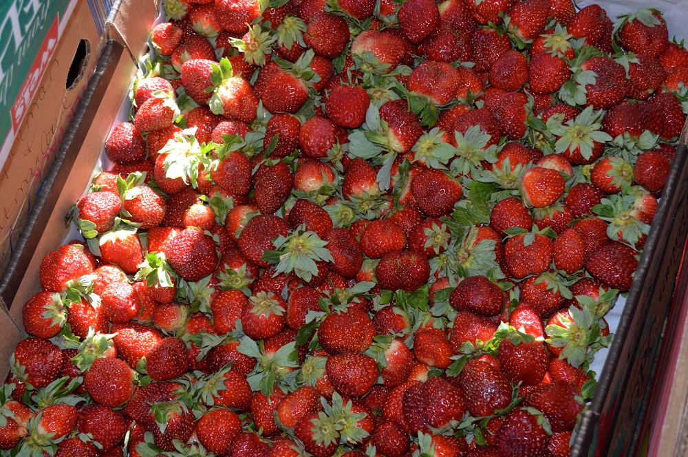 firetree place fresh express box of fresh strawberries